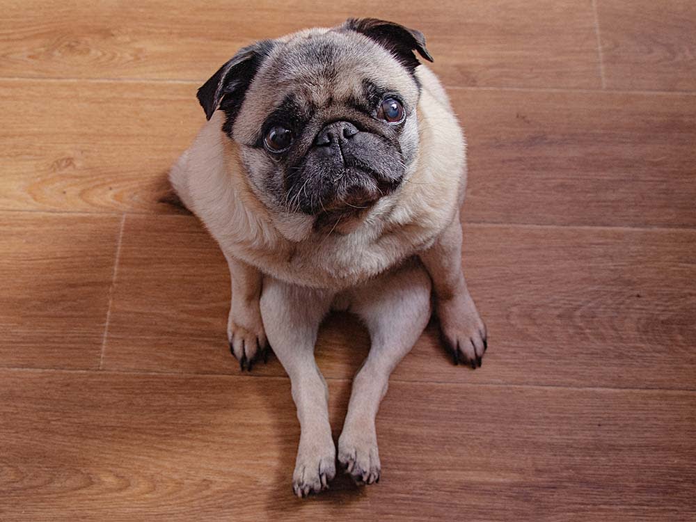 Why Do Dogs Drag Their Butt on the Floor