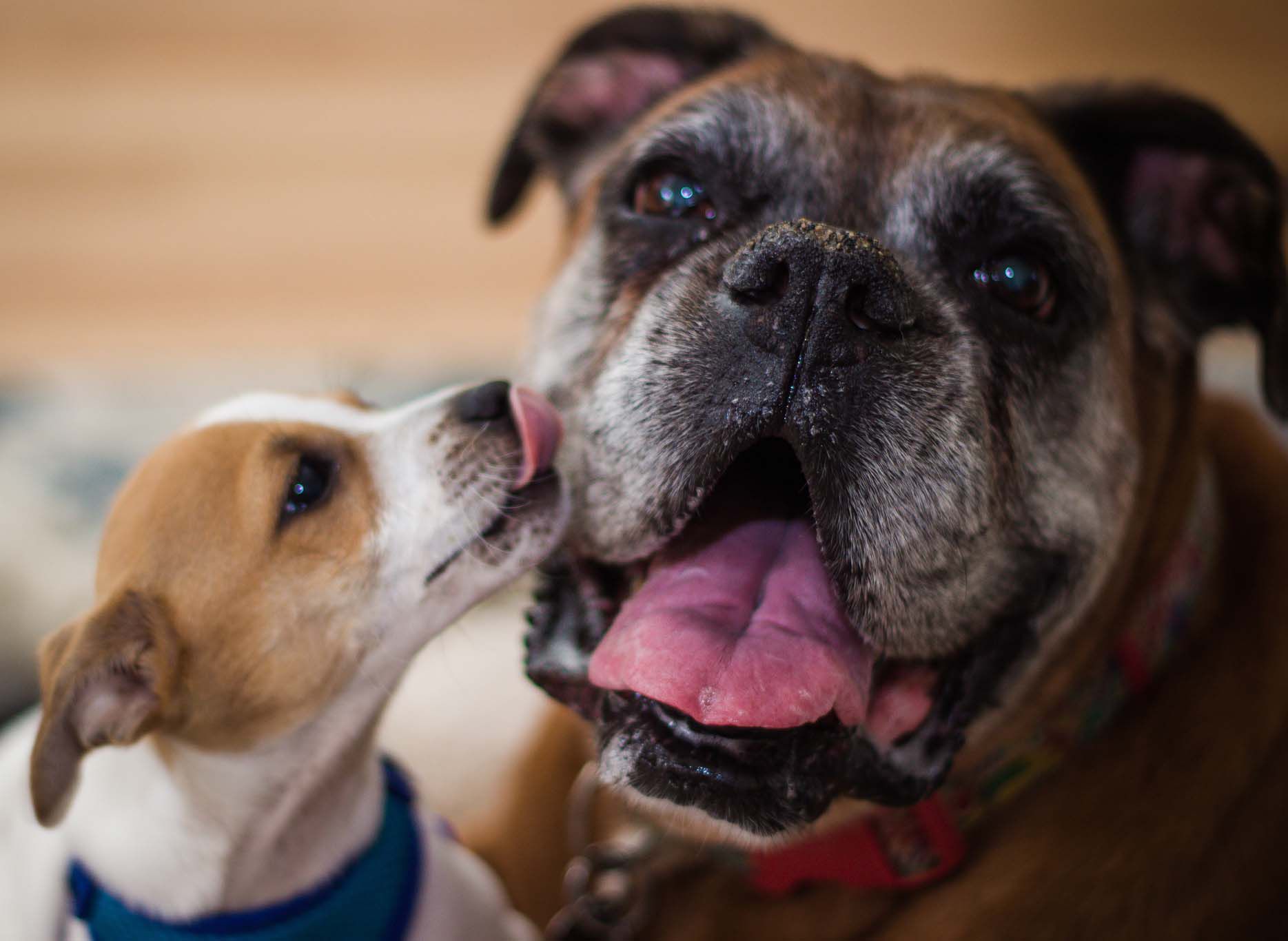 why-do-dogs-lick-each-other-s-face-and-ears-understanding-canine