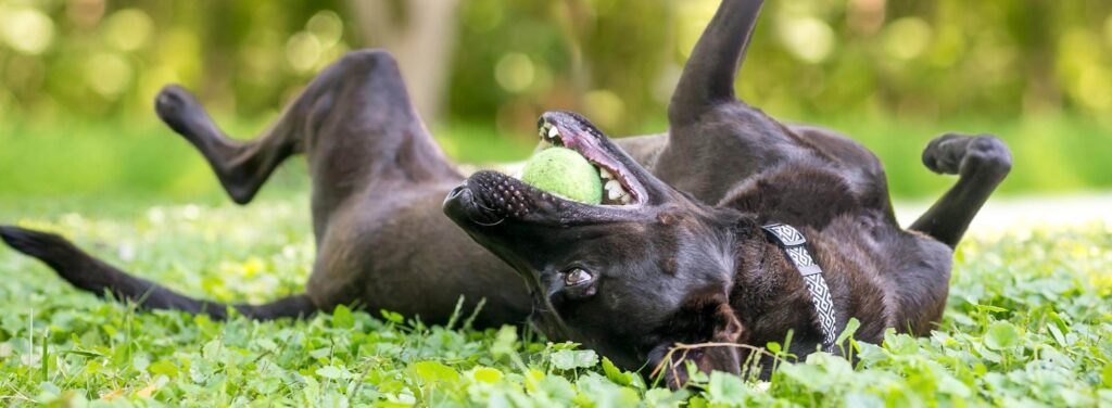 Why Do Dogs Roll on Their Back And Wiggle