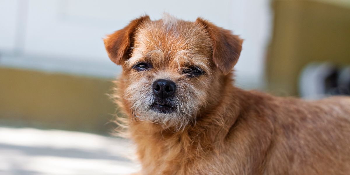 Why Do Dogs Shake Their Leg When You Scratch Them Unraveling the