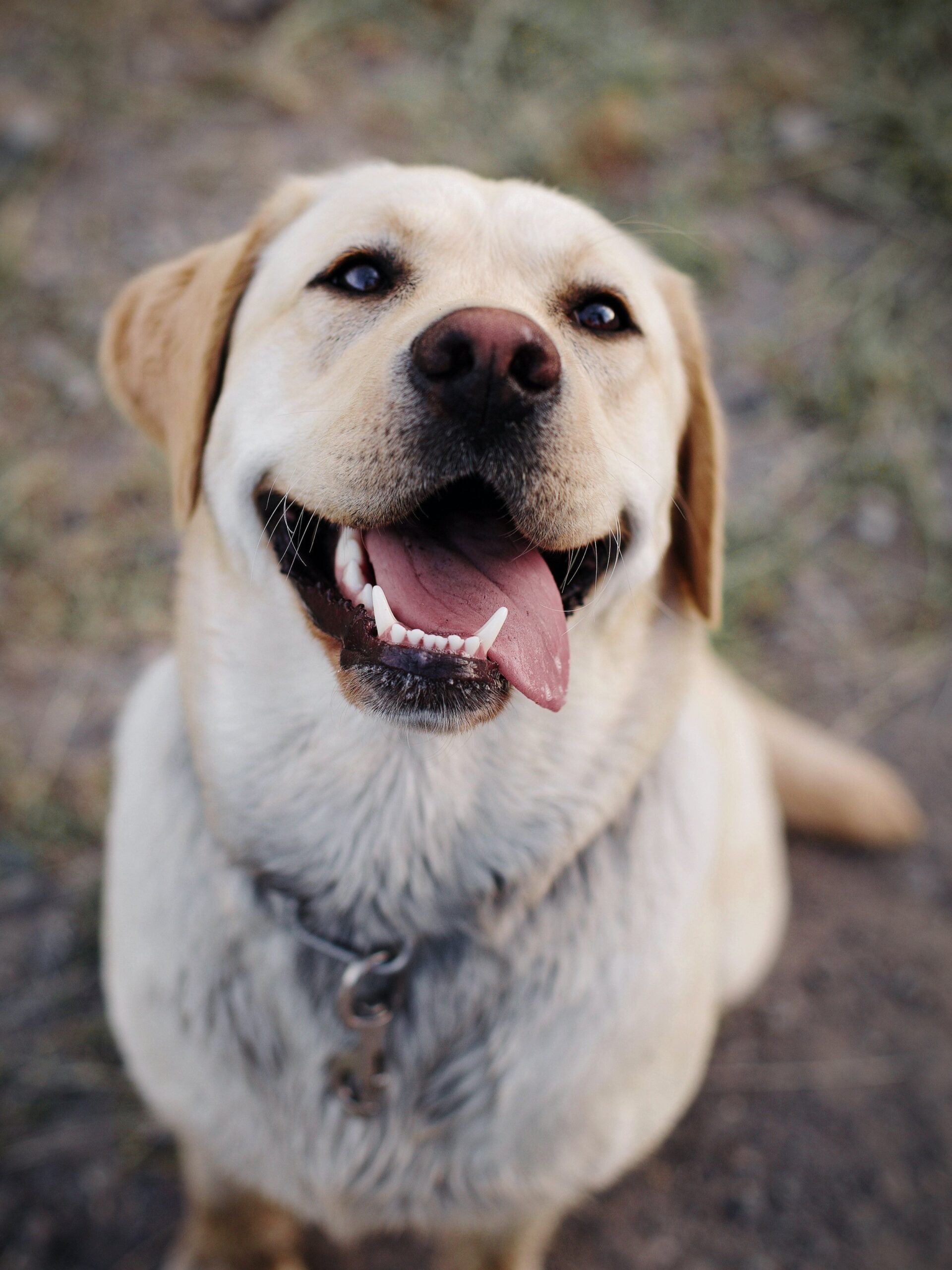 why-does-my-dog-stink-even-after-a-bath-expert-tips-for-a-fresh-pup