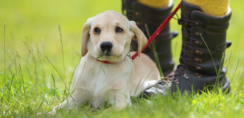 Why Does My Female Dog Sit on My Feet Unveiling the Psychology
