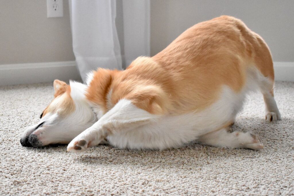 Why is My Dog Rubbing His Face on the Floor