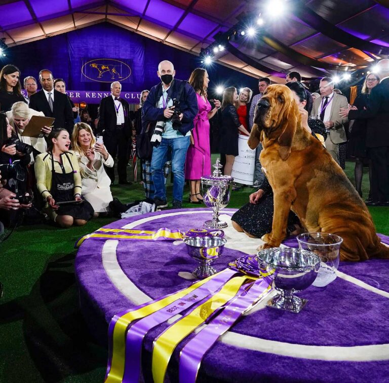 Westminster Dog Show 2024 LiveStream, TV Schedule and Tickets