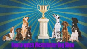 Westminster Dog Show 2025 TV Live Stream