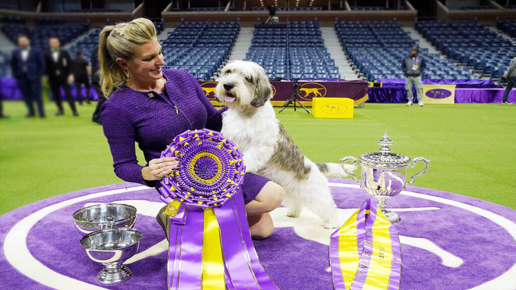 How to Watch Westminster Dog Show Live Streaming Online on TV