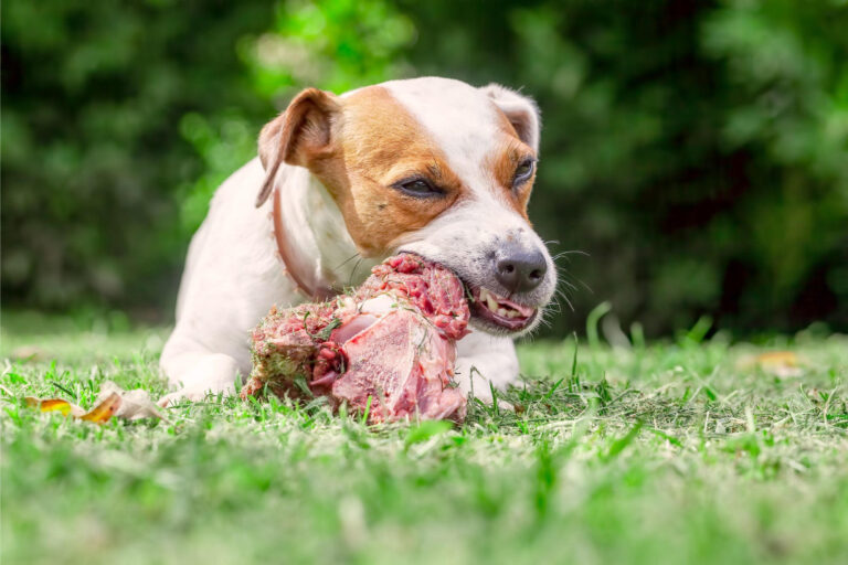 Can a Dog Get Sick from Eating Raw Meat