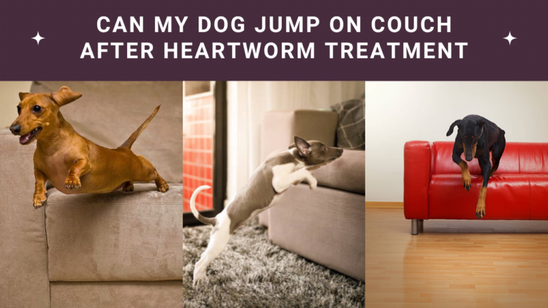 Can My Dog Jump on the Couch After Heartworm Treatment