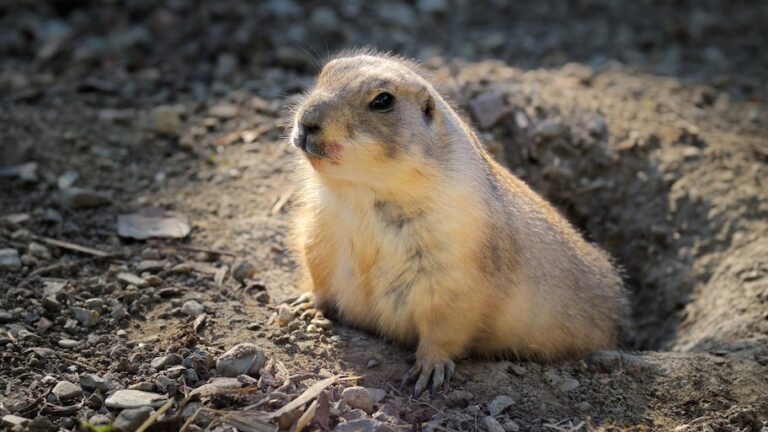 Can You Have a Prairie Dog As a Pet