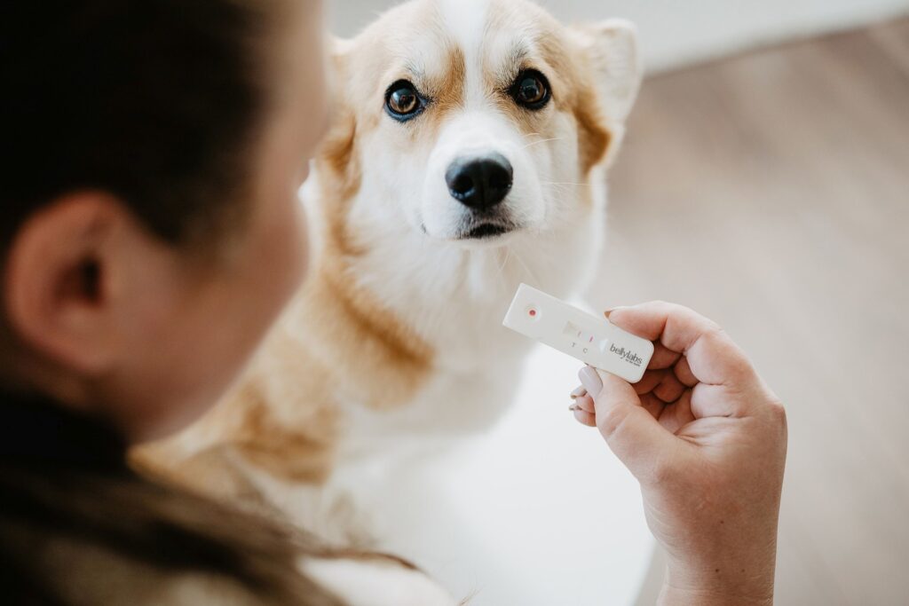 Can You Use a Pregnancy Test on a Dog