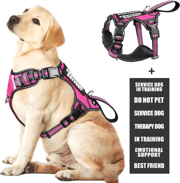 Do Service Dogs Have to Be on a Leash