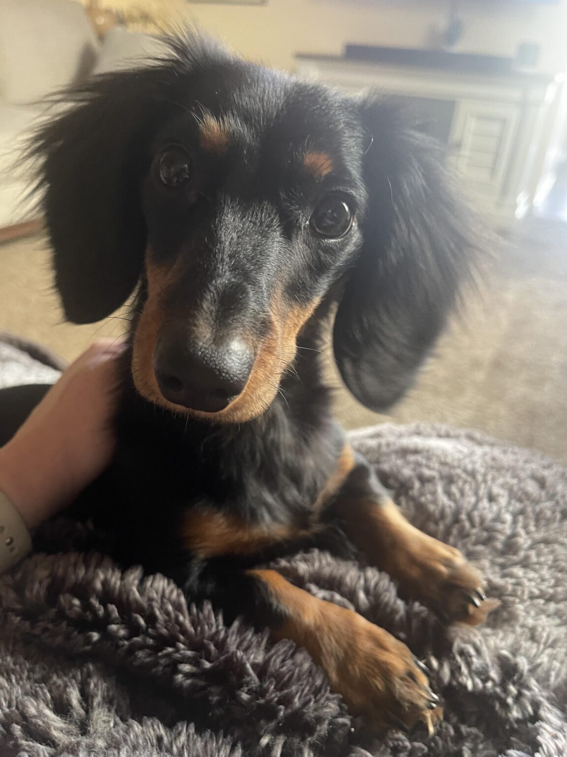 Dogs Didn't Vomit Troubleshooting Hydrogen Peroxide on Reddit Dog