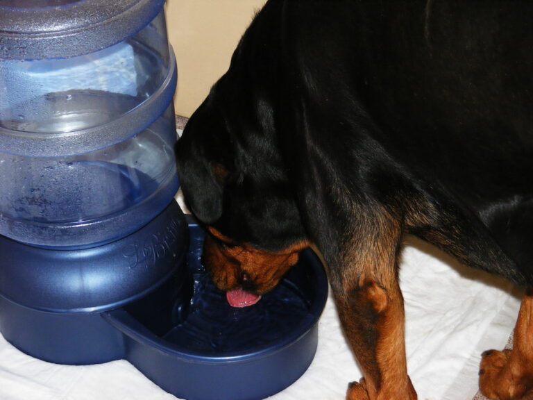 Dog Drinking a Lot of Water And Peeing a Lot