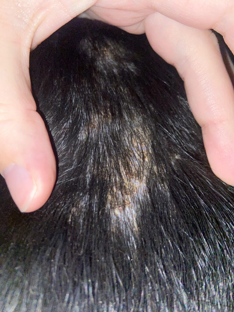 Dog Hair Coming Out in Small Clumps With Scabs