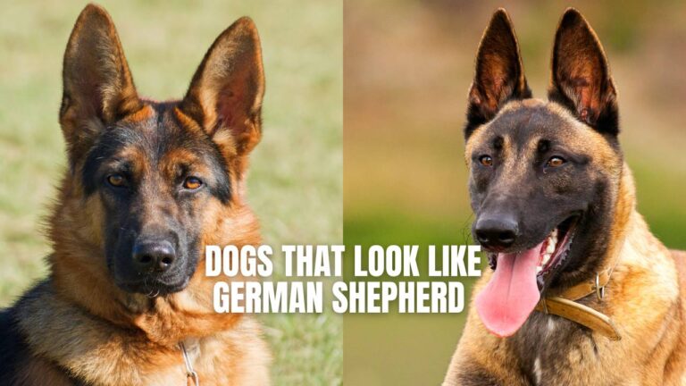 Dog That Looks Like a German Shepherd But Smaller