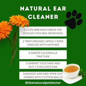 Home Remedies for Dog Ear Infection Tea Tree Oil