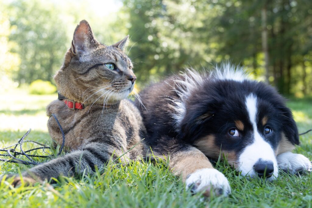 How Do I Introduce a Dog to a Cat