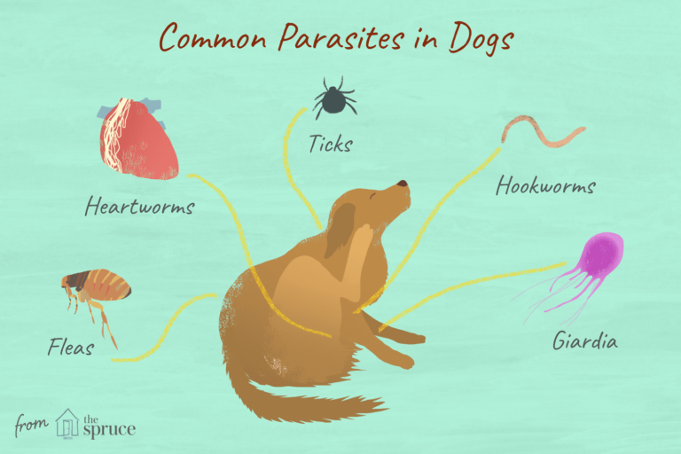 How Do I Know If My Dog Has Parasites