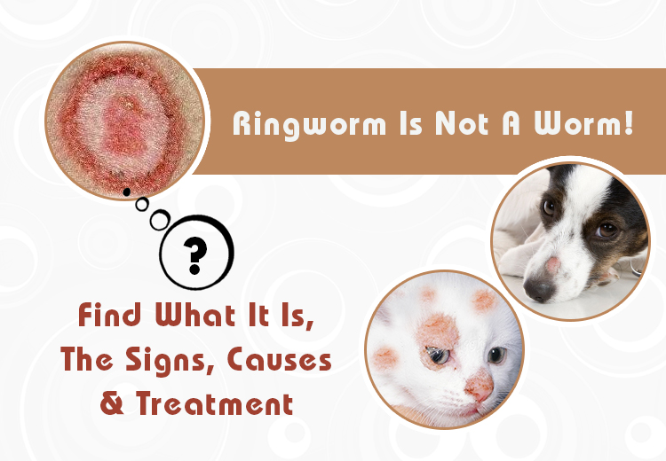How Do I Know If My Dog Has Ringworm