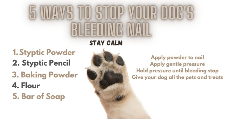 How Do I Stop a Dog'S Nail from Bleeding