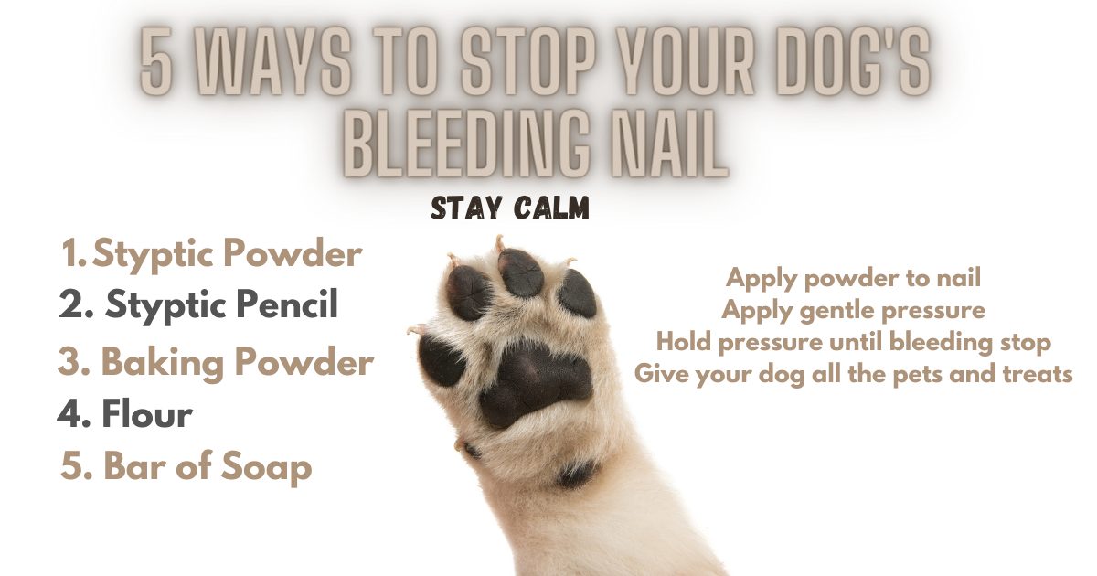 How Do I Stop a Dog's Nail from Bleeding? Easy Tips to Stop the