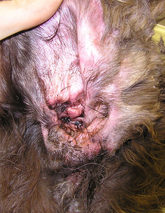 How Do I Treat My Dog Ear Infection at Home