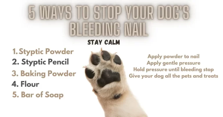 How Do You Get a Dog'S Nail to Stop Bleeding