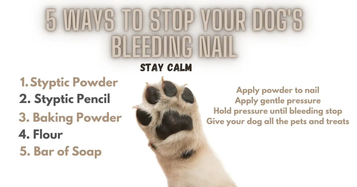 How Do You Get a Dog's Nail to Stop Bleeding? 5 Quick and Easy Methods