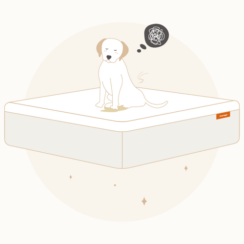 How Do You Get Dog Pee Out of a Mattress