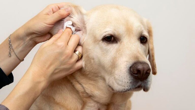 How Do You Get Rid of Ear Mites in Dogs