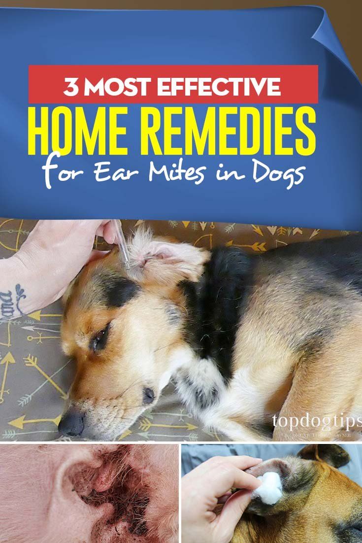 How Do You Get Rid of Mites on Dogs