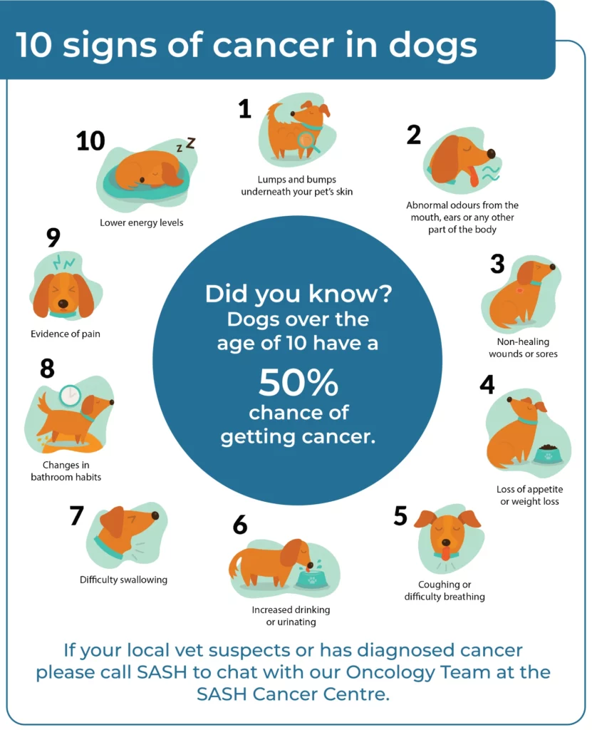 how-do-you-know-if-your-dog-has-cancer-warning-signs-and-symptoms