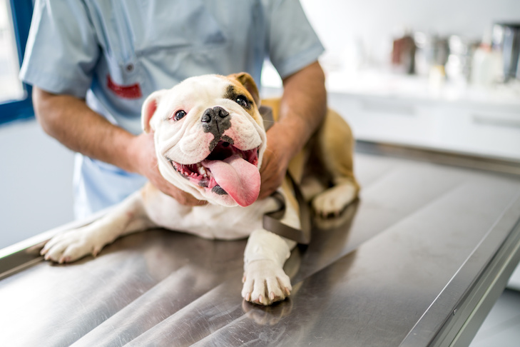 How Long are Rabies Shots Good for in Dogs