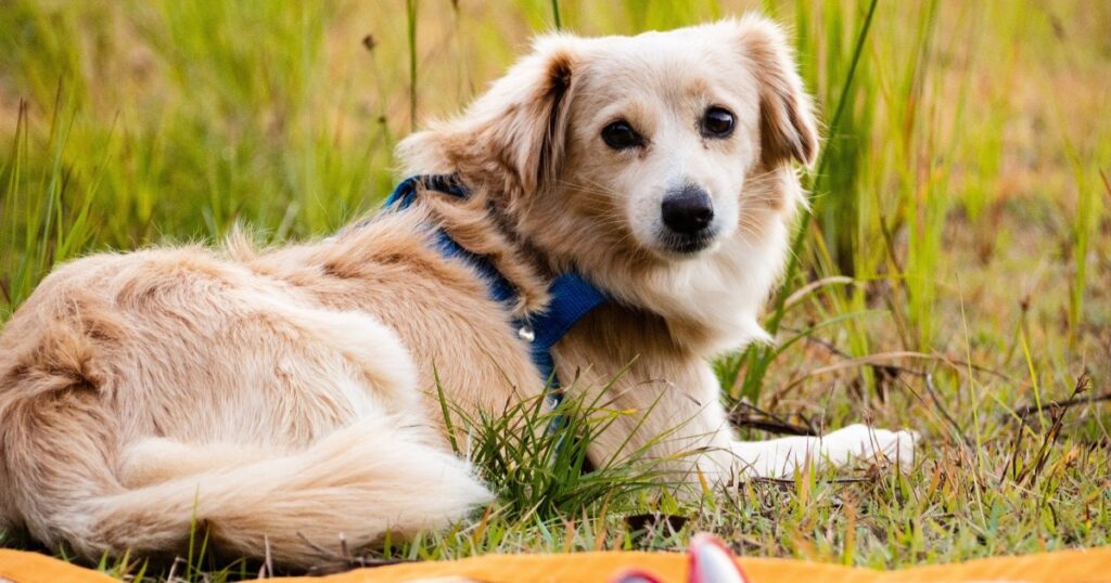 How Long Can a Dog Live With a Hernia