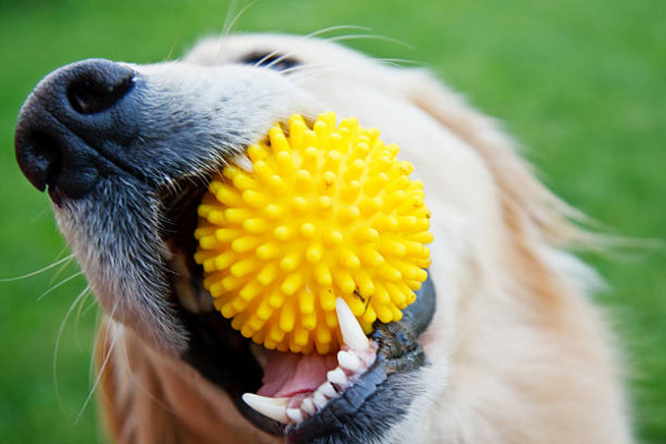 How Long Can a Dog Live With Masticatory Myositis