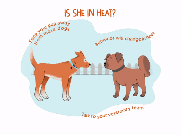 How Long Does a Male Dog Stay in Heat