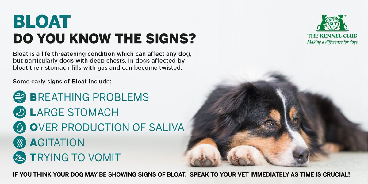 How Long Does Bloat Take to Kill a Dog? Unveiling the Urgency