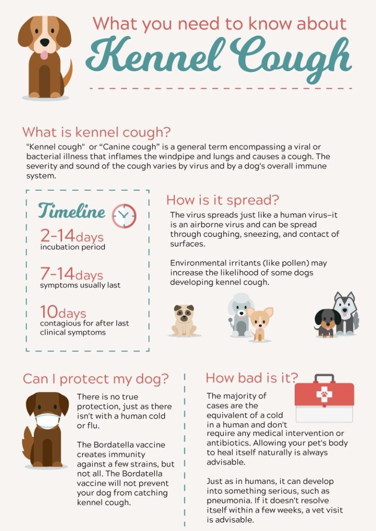 How Long is a Dog With Kennel Cough Contagious