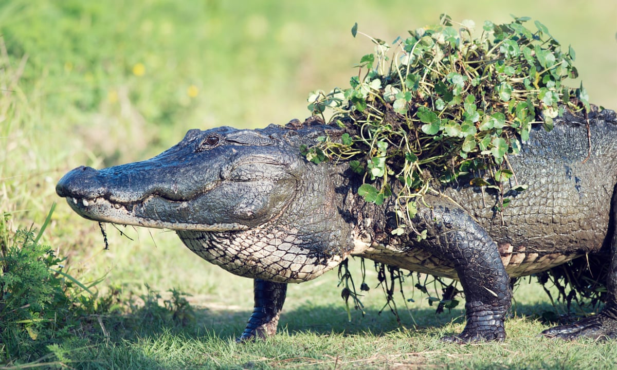 How Many Dogs are Killed by Alligators in Florida? Shocking Truth(03)