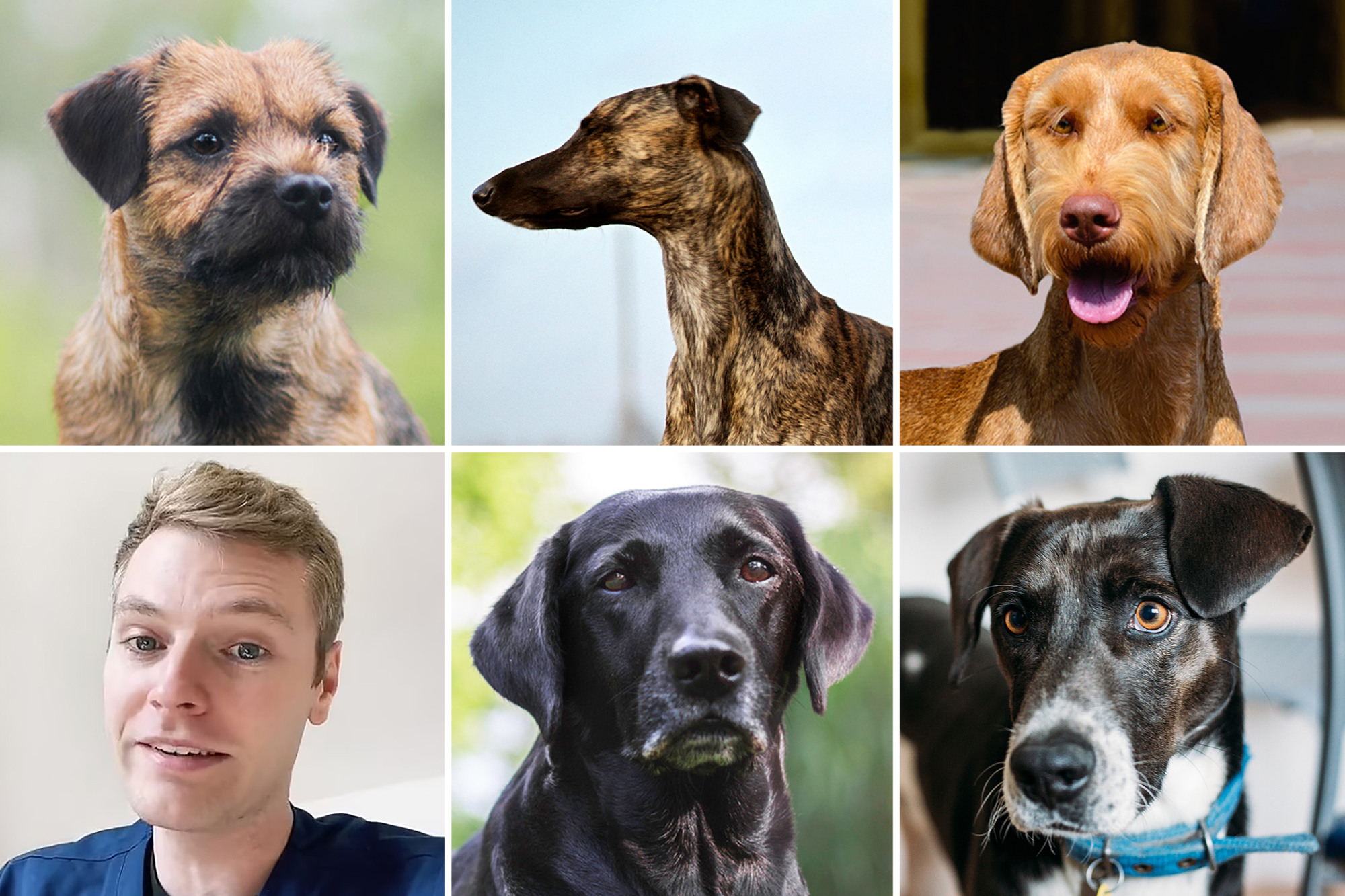 how-old-can-a-male-dog-be-to-breed-expert-advice-revealed