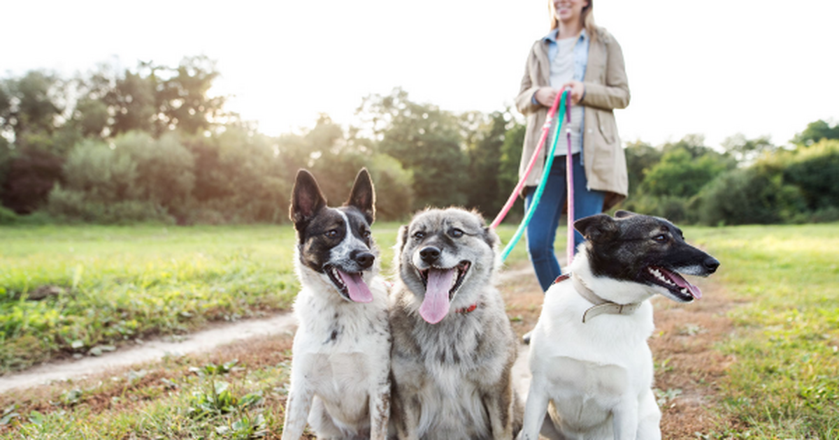 How Soon Can I Walk My Dog After Neutering? Discover the Ideal