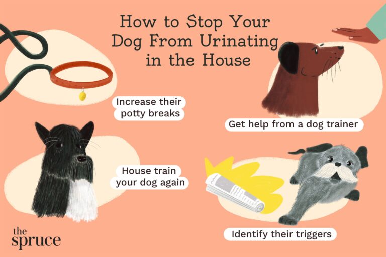 How to Break a Dog from Peeing in the House