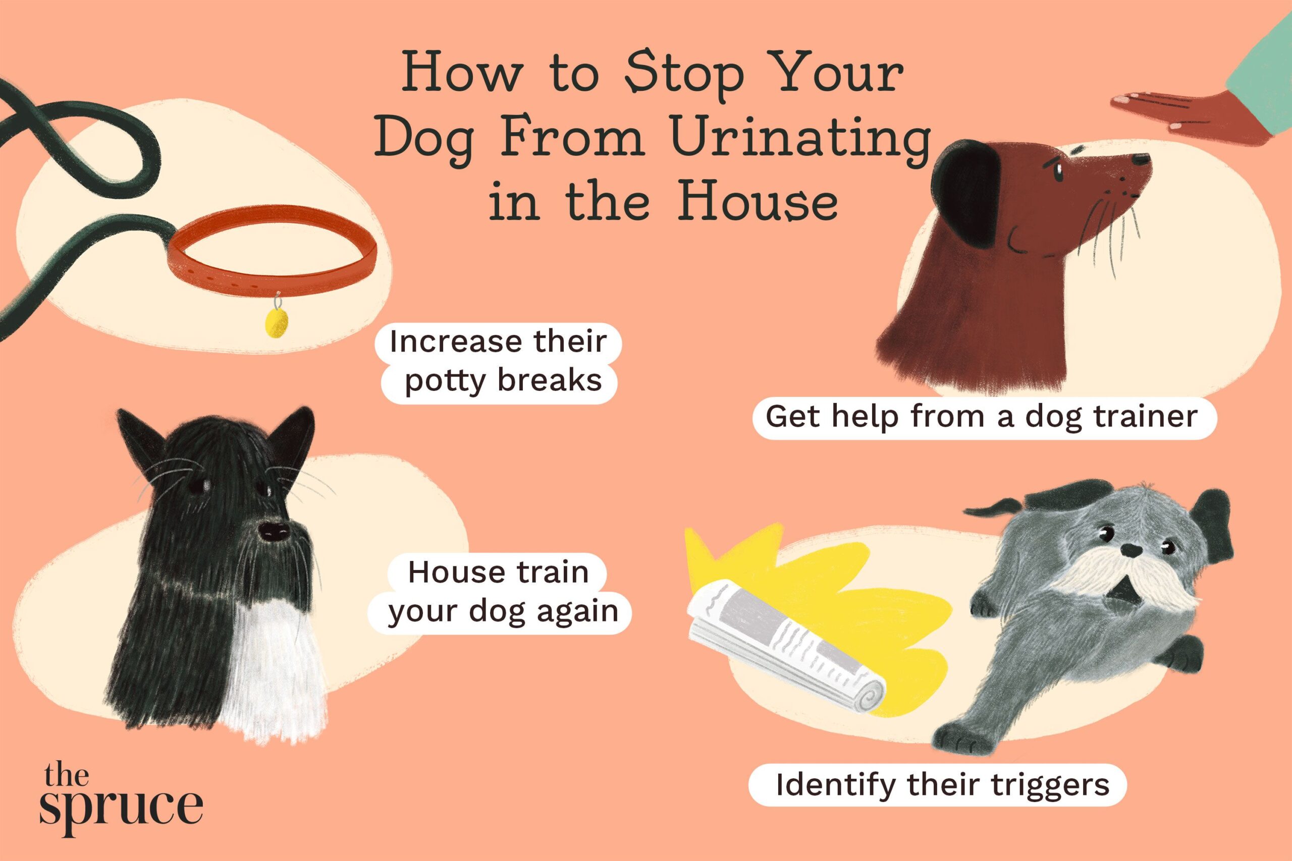 How to Stop a Dog from Peeing in the House Proven Techniques and Tips