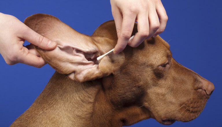 How to Clean a Dog'S Ears With Infection