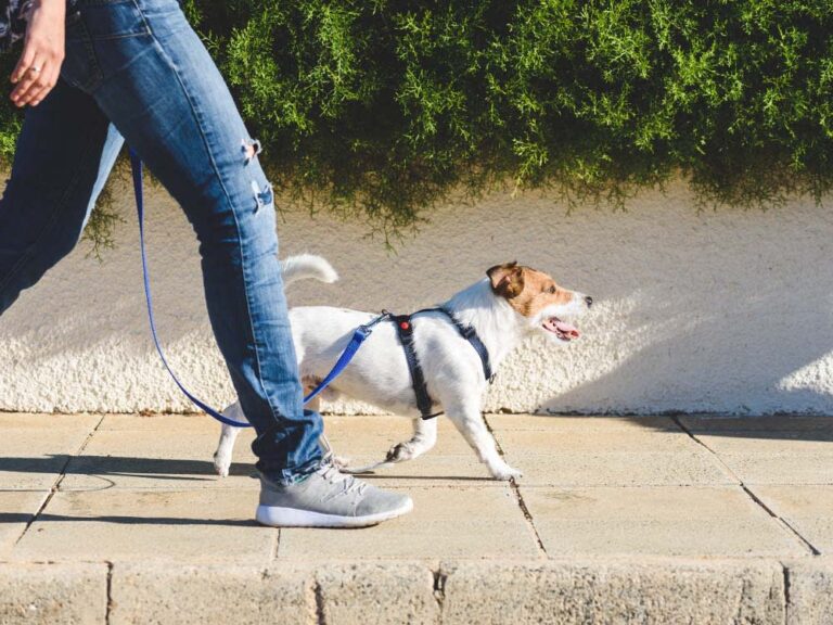 How to Get a Dog to Walk on a Leash