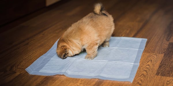 How to Get Dog Pee Out of Wood Floor