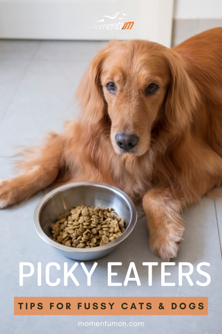 How to Get My Dog to Eat Dry Food