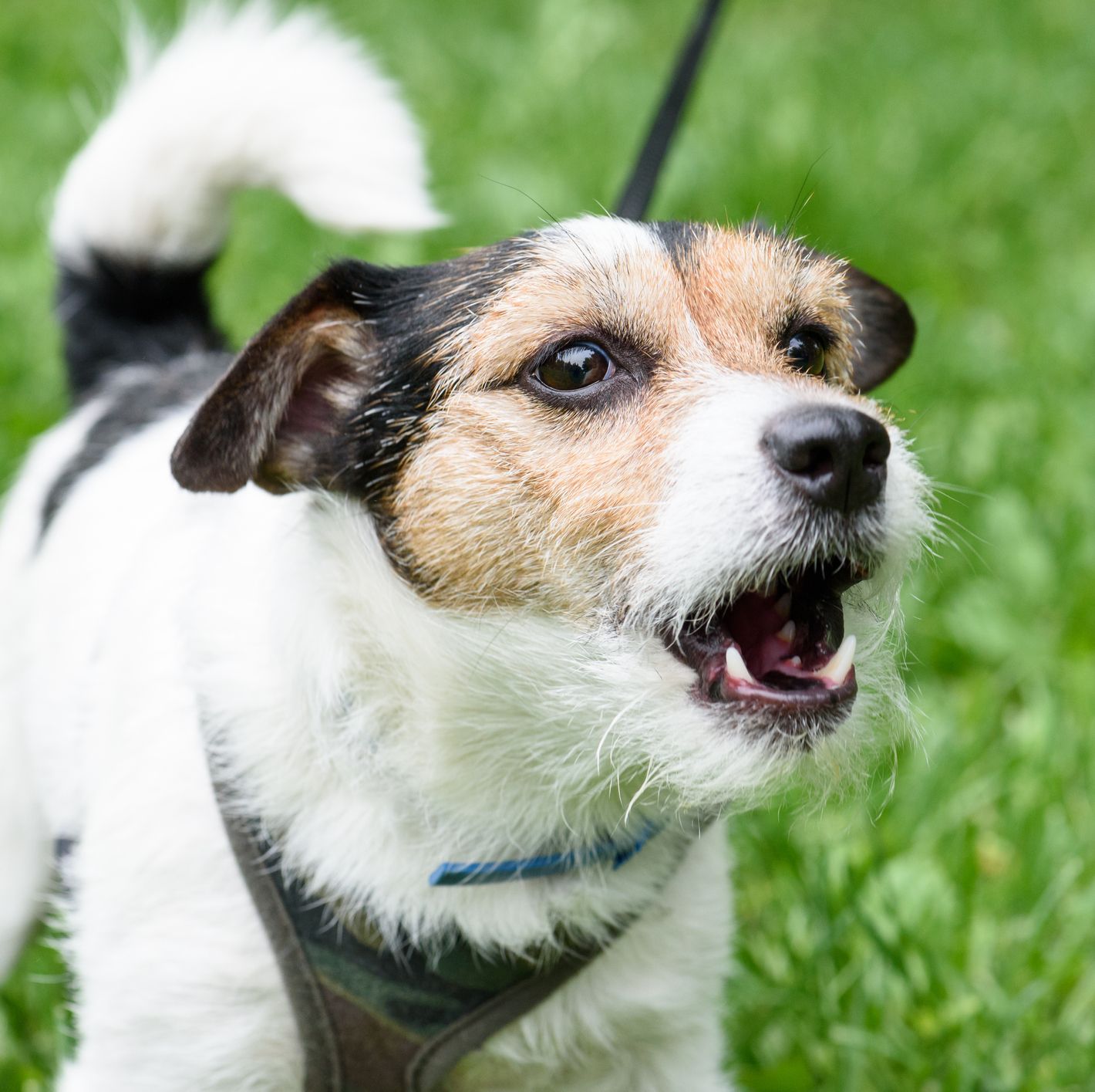 how-to-get-my-dog-to-stop-barking-at-other-dogs-expert-tips-dog-show-tv