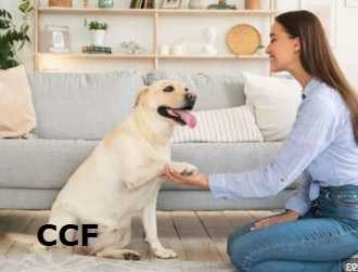 How to Get Rid of Dog Smell in Carpet