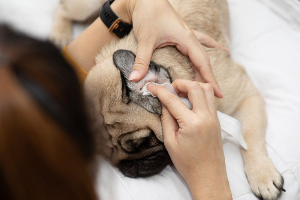 How to Get Water Out of Dog'S Ear